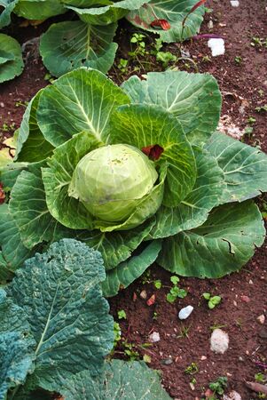 organic cauliflower in the field of land