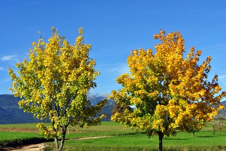 apple trees in autumn