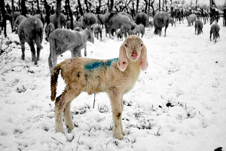 Sheep eating in snow covered landscape の写真素材