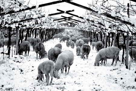 Sheep eating in snow covered landscape の写真素材