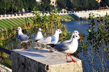 delicious gulls suspicious and elegantの写真素材