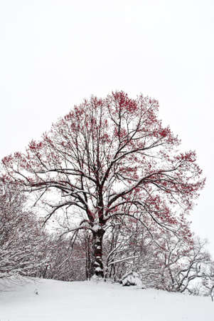 idyllic forest winter landscape の写真素材