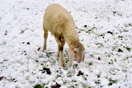 Sheep eating in snow covered landscape の写真素材