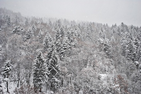 larch and pine trees in winter with snowの写真素材