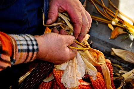 cobs of corn red and yellow during the craftsmanshipの写真素材