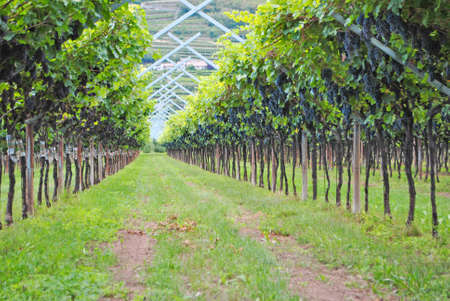 vineyard merlot wine in the Italian countrysideの写真素材