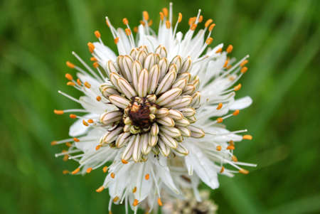 mountain flowers white with yellow stamens in the valleys of Trentino in the province of Trentoの写真素材