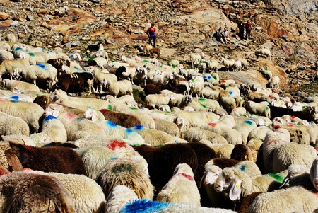 VAL SENALES, ITALY - SEPTEMBER 12: Migration of the sheep September 12, 2010 in Val Senales, Trentino Alto Adige, Italy. Traditional sheep homecomming procession of about 3,500 sheepのeditorial素材