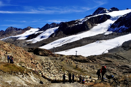 VAL SENALES, ITALY - SEPTEMBER 12: Migration of the sheep September 12, 2010 in Val Senales, Trentino Alto Adige, Italy. Traditional sheep homecomming procession of about 3,500 sheepのeditorial素材