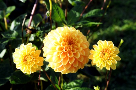 begonia flower colorful yellow and blue in the springの写真素材