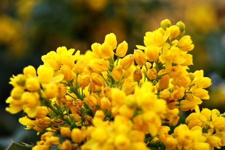 fragrant yellow flowers in springの写真素材
