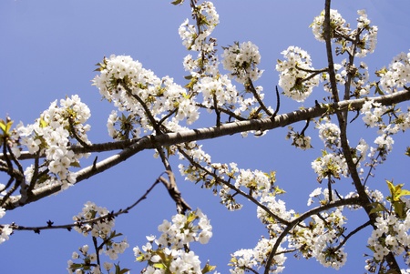 Branches with white cherry blossoms and a blue sky in spring