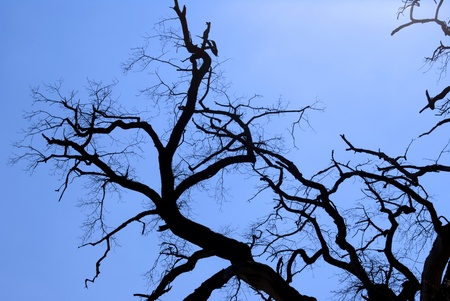 A dead tree against a blue sky