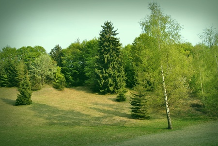 An alpine meadow littered with wildflowers in Trentino, Italyの写真素材