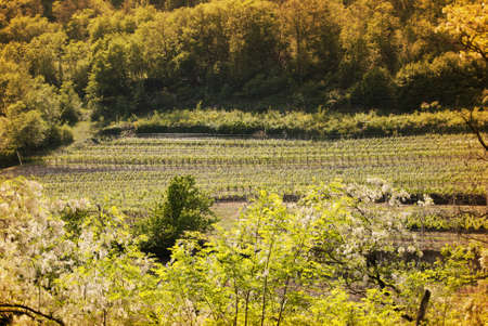 Landscape of an italian large vineyardの写真素材