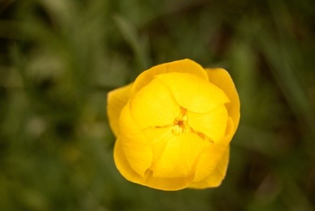 marsh marigold in detail, flower golden buttercupsの写真素材