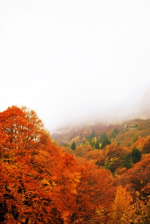 Forest in autumn の写真素材