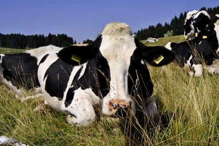 Black and white cows in Italy meadowsの写真素材