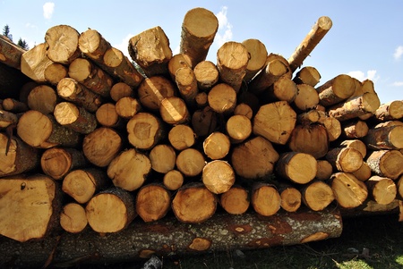 Large pile of cut wooden logs in pine forest for renewable energy. In Italy, Trentino Tyrol