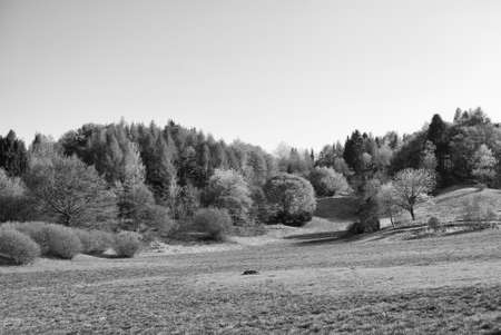  Mountains covered by green pine forests, in Trentino. Italyの写真素材