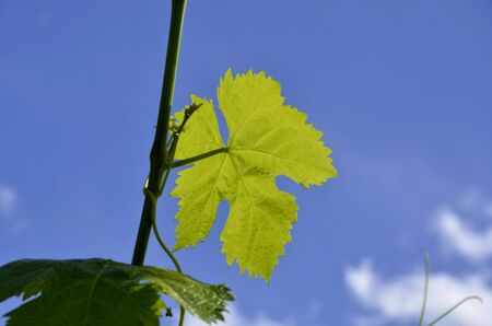 grape vine leavesの写真素材