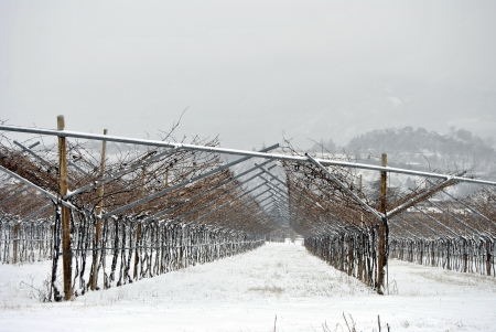 Winter vineyard in Trentino, Italyの写真素材