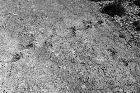 Footprint of a dinosaurの写真素材