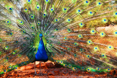 All eyes on picokの写真素材