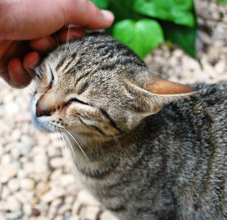 the love of a petの写真素材