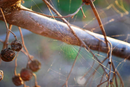 sunset catcherのeditorial素材