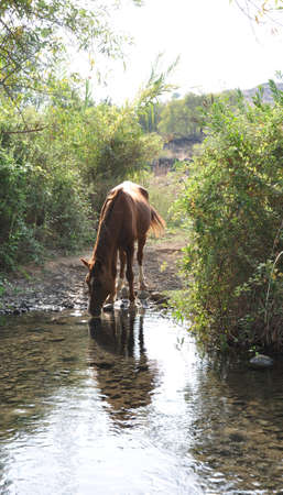 Female horse drinking from one of jordan river cricksの写真素材