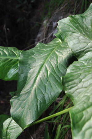 leafs shine at the sunの写真素材