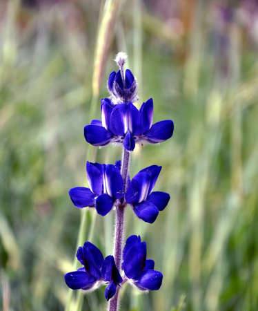 Lupinus blossomの写真素材