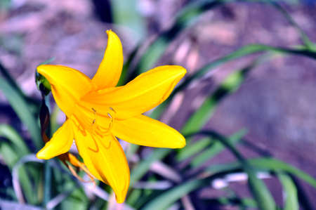 smell the flowersの写真素材