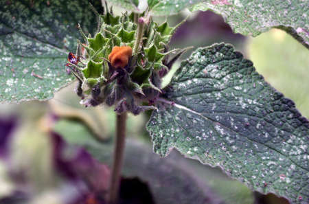Small insect sitting on flower の写真素材