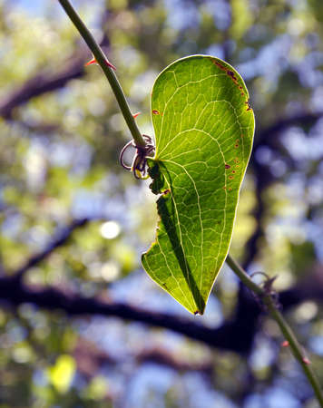 Broken Heart の写真素材