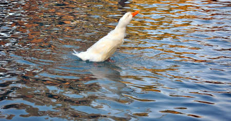 Shaking like dog after bathの写真素材