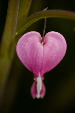 ditsentraの写真素材