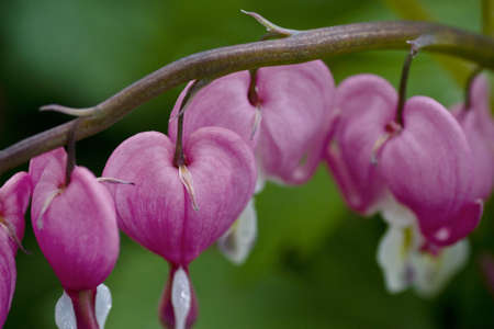 flower in heart shapeの写真素材