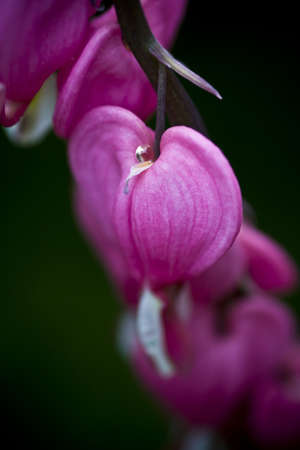 broken heart with a drop of rainの写真素材