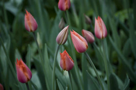pink tulip budsの写真素材