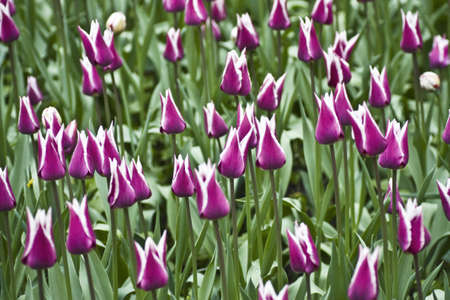a field of purple tulipsの写真素材