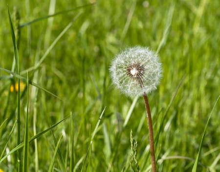 dandelion in the grassの写真素材