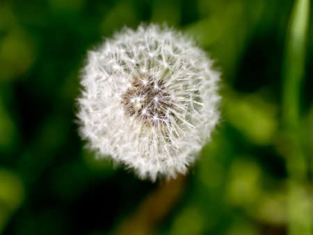 dandelion blossomsの写真素材