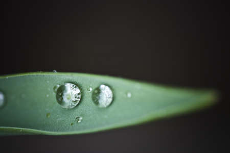 dewdropsの写真素材
