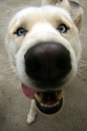 Cute dogの写真素材
