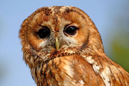 watching owl with his big eyesの写真素材