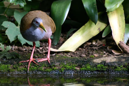 Looking at the red bird eyesの写真素材