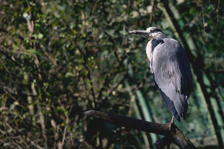 just a bird watchingの写真素材