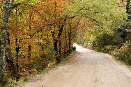 Mountain road with autumn colors on nature